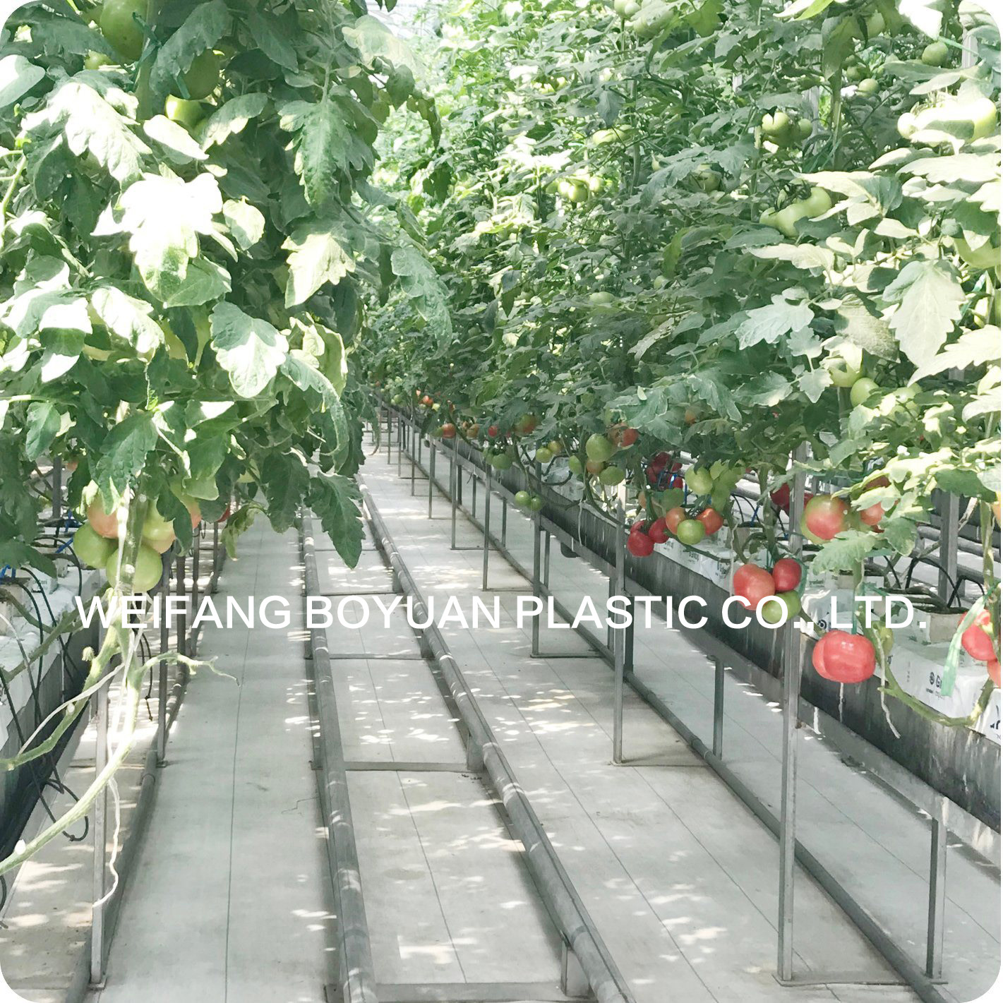 無(wú)土栽培園藝地布防草布.jpg